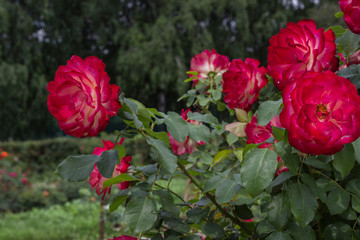 Bushes of red roses in the garden.