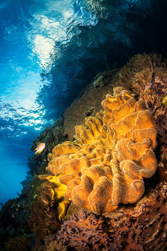 Soft Coral Sunrise