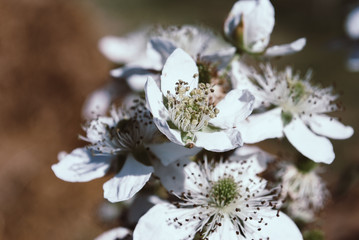 Blackberry Flowers in Bloom. Background