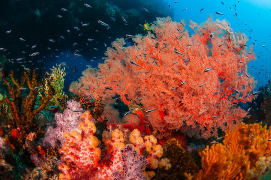 Coral, and Convict Blennies