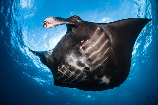 Manta ray swimming in sea