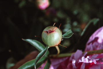 Blooming peonies in a flower bed.