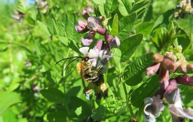 Horned bee on vicia sepium flowers in the meadow