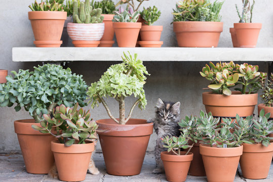 Kittens playing in plant pots.