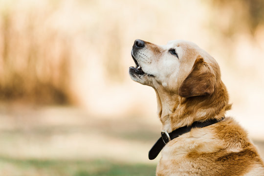 Old Labrador Barking