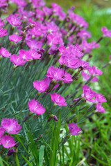 Pink little flowers of garden carnation plant. Lanshaft design. Flowers for alpine slides. Garden carnation is a beautiful and fragrant flower.