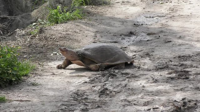 Large softshell turtle walks in Florida wetlands