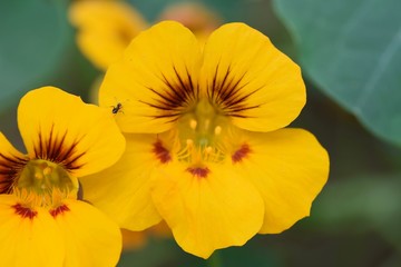 Tropaeolum majus (garden nasturtium, Indian cress, or monks cress