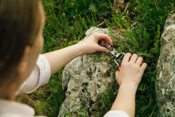 Female hands collect mountain herbs with garden shears. Fragrant thyme grows between stones