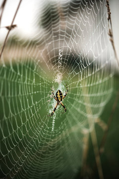 Spider web