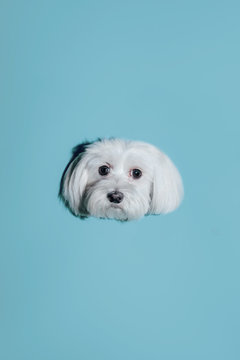 My Passport Photo