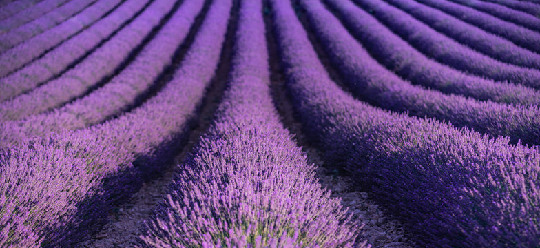 Lavender in Provence