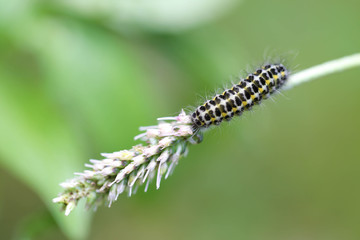 Makro Raupe auf Grashhalm in Blumenwiese