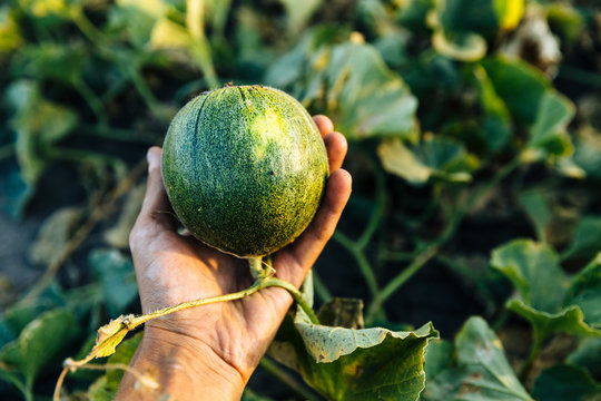 Unripe melon in hand