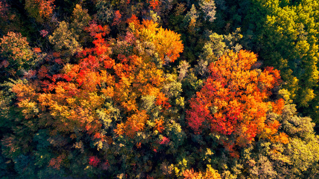 Aereal view of a forest in autumn