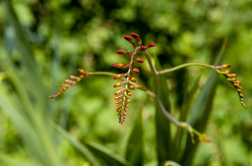 red crocosmia plant on blossom