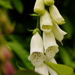Whte foxglove (digitalis purpurea Alba) flowers in early summer © jamescade