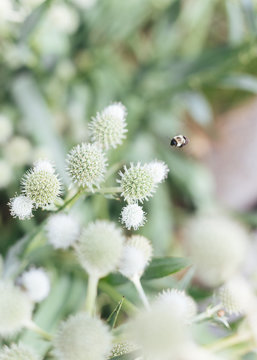 Close up shot of bee among green plants