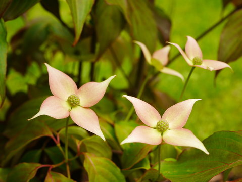Group of pinkish white cornus cousa Cappuccino bracts amongst green foliage