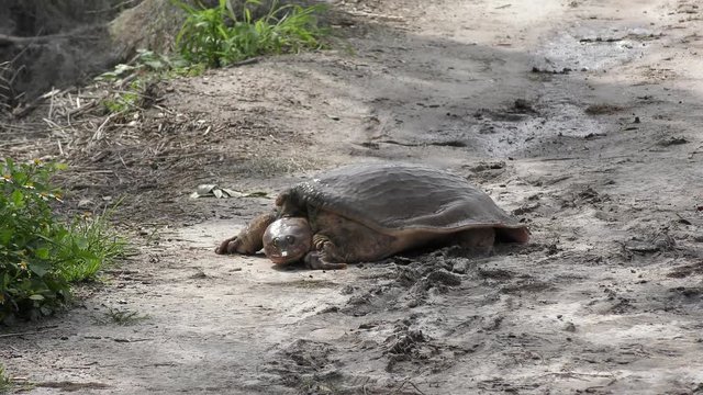 Large softshell turtle walks in Florida wetlands
