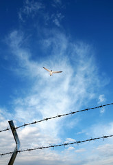 close up barbed wire fence and flying bird over sunny blue sky