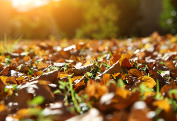 Forest floor with colorful leaves in autumn