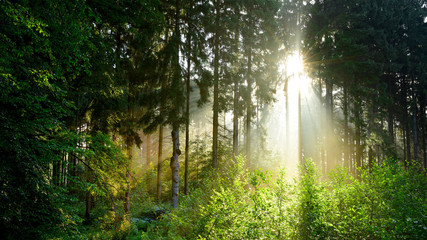 Sunrise in the misty forest with bright light shining through the trees