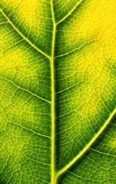 Backlit ficus leaf changing color in autumn