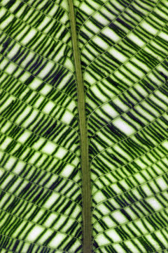 Remarkable mosaic leaf macro