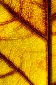 Vibrant autumn leaf macro
