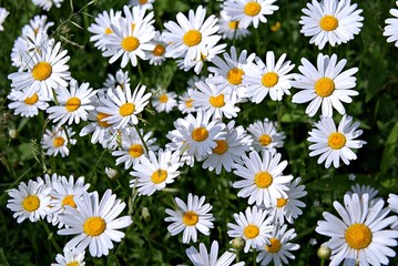 Fototapeta premium Natural background, blooming daisies in the meadow. Summer concept. Toned.