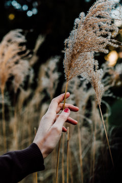 cortaderia crush
