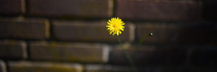 Gelbe Blume vor dunklem Hintergrund vor Mauerwerk. dejected, disconsolate, depressed, downcast,...