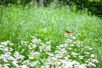 A orange and brown butterfly in a field of wildflowers and tall grass on a sunny day