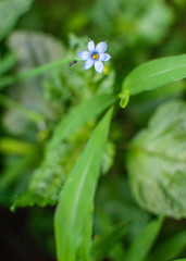 A tiny flying insect approaches a small blue wildflower with bright green leaves  in the background