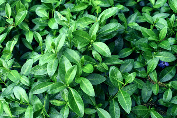 Beautiful background of bright green leaves.