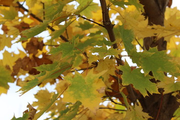 maple leaves in autumn