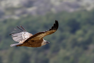 Griffon vulture in a free flight above the river