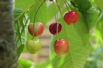 cerises