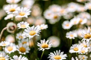 Glade of daisies on the field on a summer day.