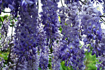 Wisteria purple flowers. Flowering wisteria.