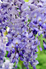 Wisteria purple flowers. Flowering wisteria.