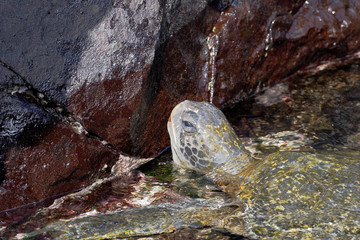 Galápagos green turtle (Chelonia mydas agassizii), Puerto Egas, Santiago, Galapagos Islands,...