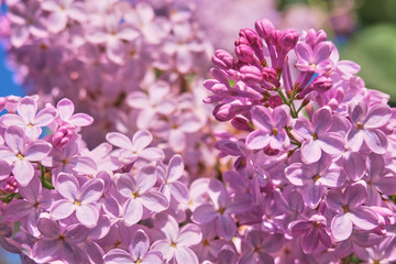 Floral background made of blooming lilacs. Macro view of purple blossom bush. Five petal flower lilac. Springtime and summer concept. Space for text.
