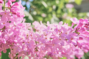 Floral background made of blooming lilacs. Macro view of purple blossom bush. Five petal flower lilac. Springtime and summer concept. Space for text.