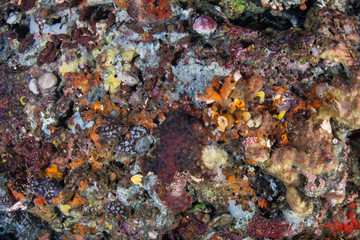 Naklejka na ściany i meble A diversity of marine invertebrates cover a reef wall in Komodo National Park, Indonesia. This tropical area is part of the Coral Triangle and is a popular destination for divers and snorkelers.