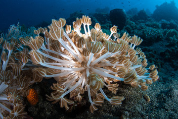 Fototapeta na wymiar Soft coral polyps, Xenia sp., grow on a healthy coral reef in Komodo National Park, Indonesia. This area is part of the Coral Triangle and is a popular destination for divers and snorkelers.