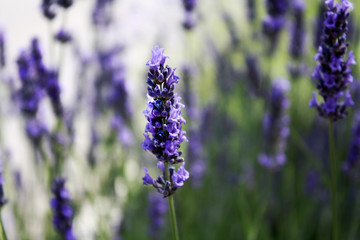 Obraz premium Blooming lavender in the field. Lavender flowers.