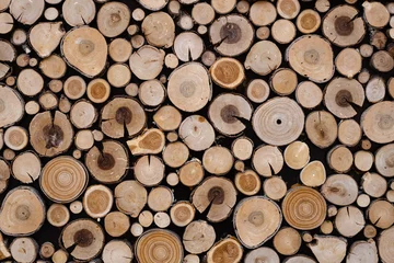 Möbelaufkleber Circles of wood © Ragnar