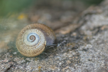 Snails house on a stone